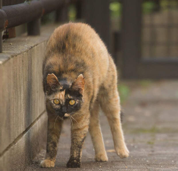 Бездомные кошки Токио: из Японии с любовью животные, коты, кошки, фотография, япония