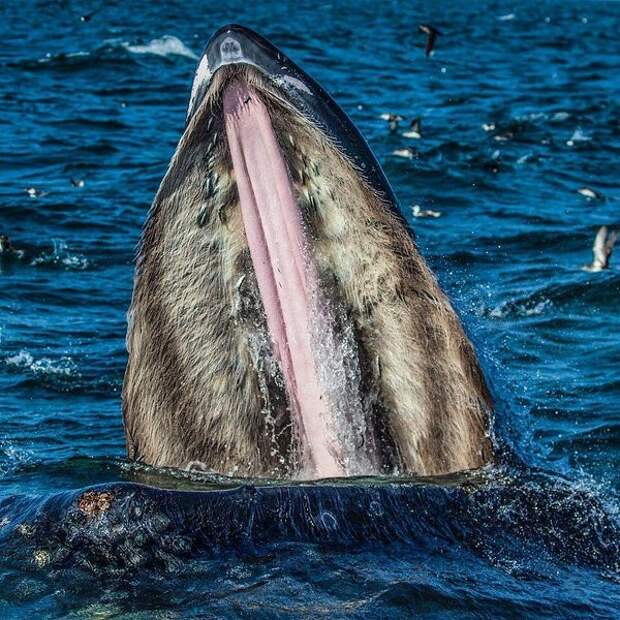 А что насчет горбатых китов и их "ротиков"... в мире животных, зубы, фото