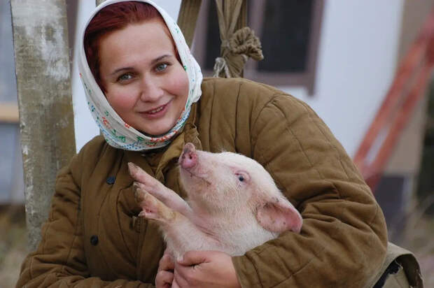 Свиньи-доноры: первая в России генетическая ферма органов может заработать к 2030 году