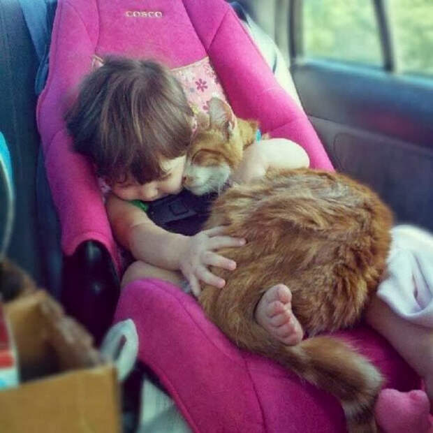 Смешные коты вновь попали в объектив фото камер