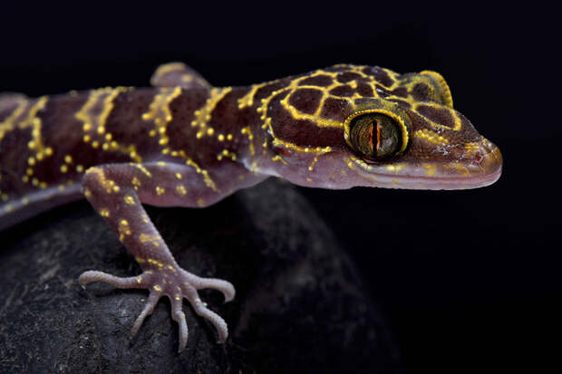 Кривопалый геккон Cyrtodactylus doisuthep
