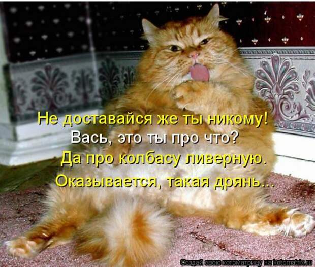 Лучшие котоматрицы недели (50 фото)