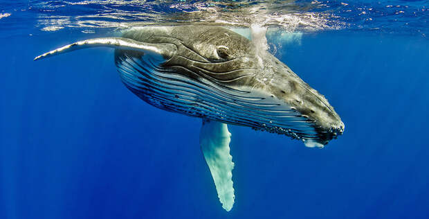 https://magazine.diviac.com/content/images/2016/09/humpback-whales-watching.jpg