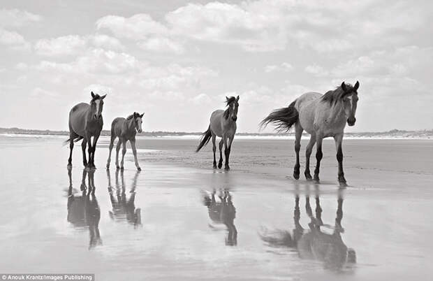 На всем восточном побережье Америки, эти лошади являются единственным диким табуном. Фото: Anouk Masson Krantz.