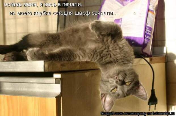 Котоматрицы (картинки с надписями)