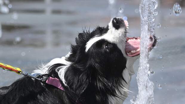 "Вы пахнете мясом": ветеринар раскрыла, когда питомец готов съесть хозяина