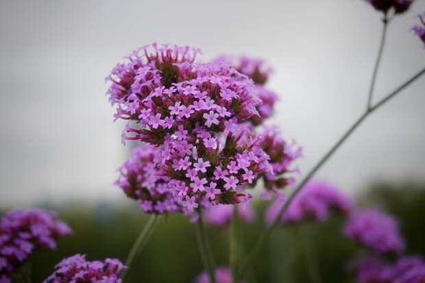 Вербена: посадка и уход. Виды и сорта с фото, особенности выращивания