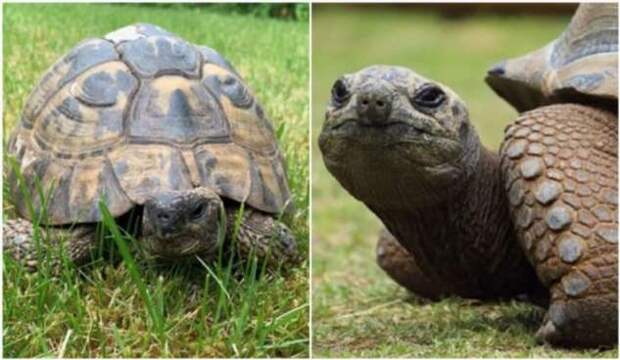 В Англии продается средневековый особняк с 95-летней черепахой