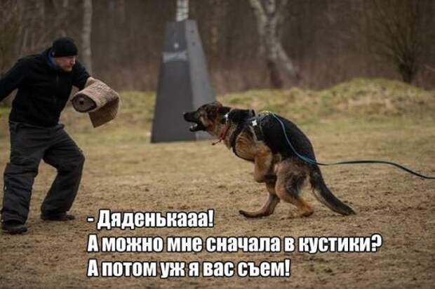 Картинки, юмор, приколы