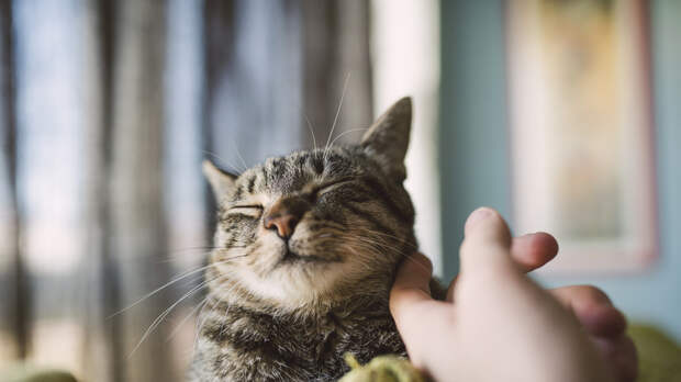 На острове в Австралии хотят запретить ввоз и содержание кошек