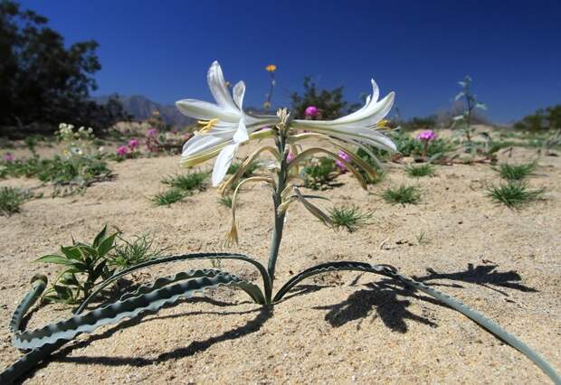 Дикие лилии Сахары Цветение, красота, пустыня, удивительное, факты, фауна, цветы