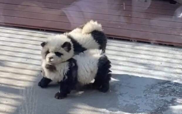 Зоопарк в Китае раскрасил собак в черно-белый цвет