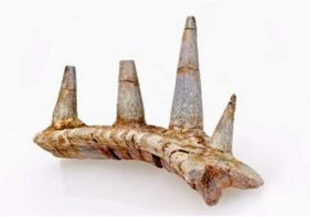 Ученые нашли окаменелые шипы старейшего в мире анкилозавра