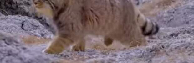 Манула с котёнком заметили в Чарынском нацпарке