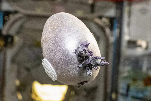 На космической станции заметили летающий объект с щупальцами