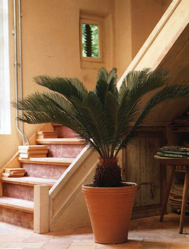 интересная пальма в оформлении холла