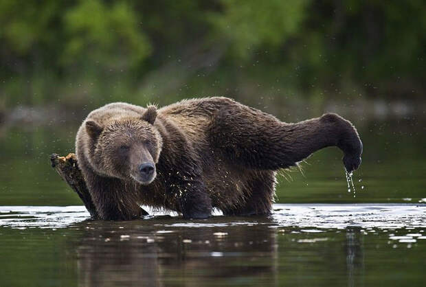 Невероятные фотографии медведей 12
