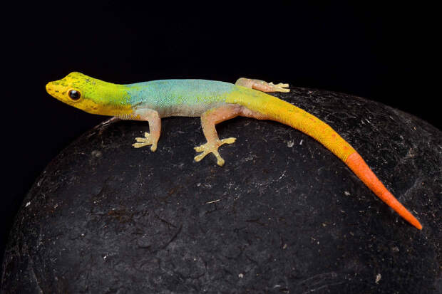 Карликовый геккон Lygodactylus conraui