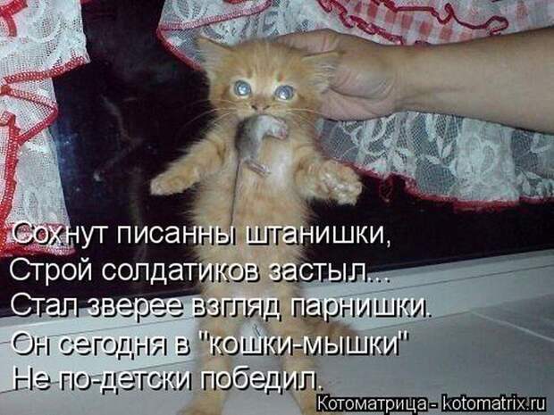 Лучшие котоматрицы недели (50 фото)