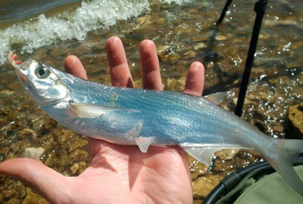 Лучше всего вялить. |Фото: fishingday.org.