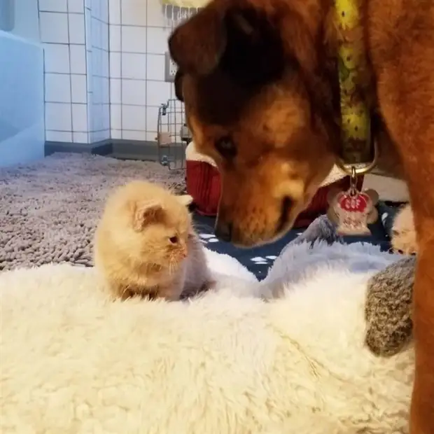 Необычный пес спас новорожденных котят и заменил им мать