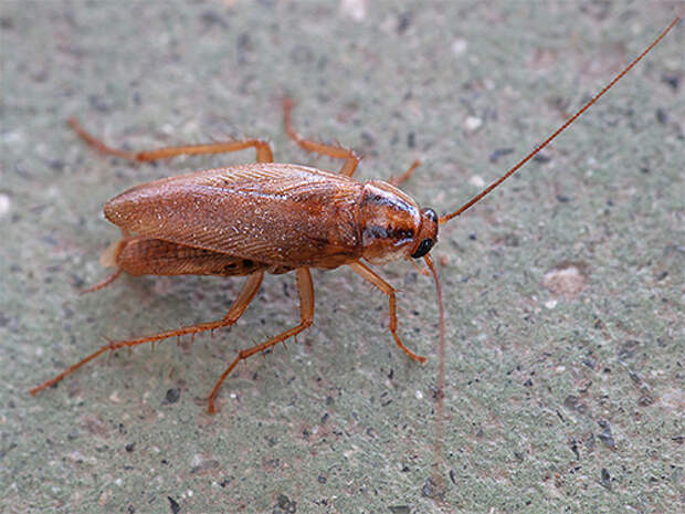Домашние тараканы могут питаться практически любой пищей, содержащей следы органики