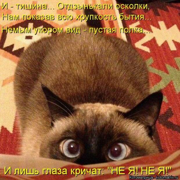 Новая котоматрица на Бугаге (38 фото)