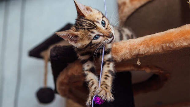 Какой сегодня праздник: 1 марта – День кошек в России