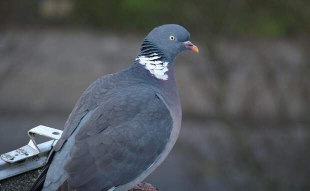 Мэрия Кракова решила кормить голубей кормом с контрацептивами