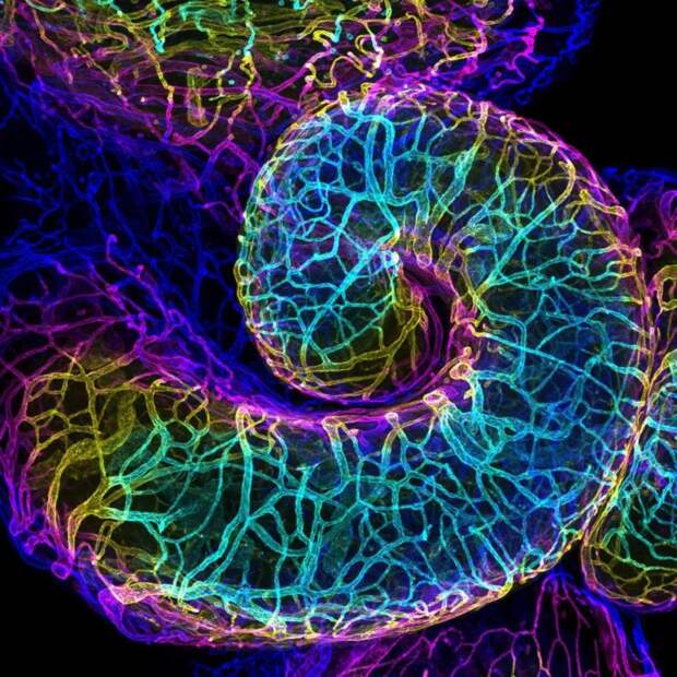 20 работ с конкурса микрофотографии Nikon Small World 2018