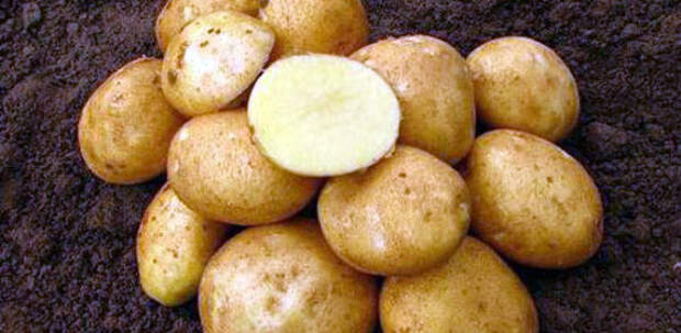 Самые вкусные сорта картофеля: Фото 10