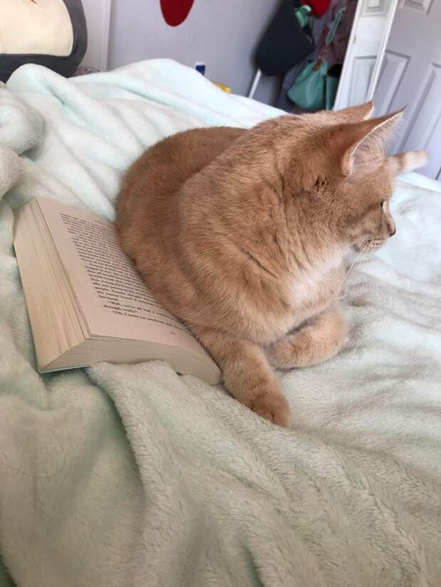 Коты мешают своим хозяевам читать