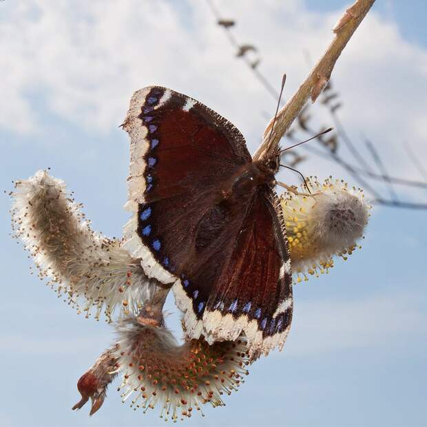 Сейчас положение дел улучшается, хотя бабочка до сих пор занесена в некоторые Красные книги. В России, например, она является краснокнижной в Смоленской области.