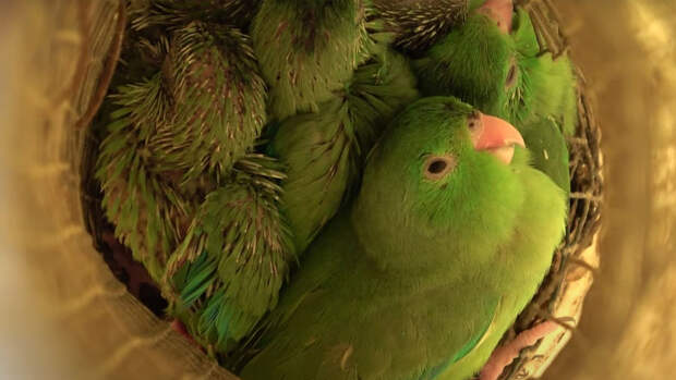 Зоологи смогли обнаружить лепетание птенцов воробьиных попугайчиков