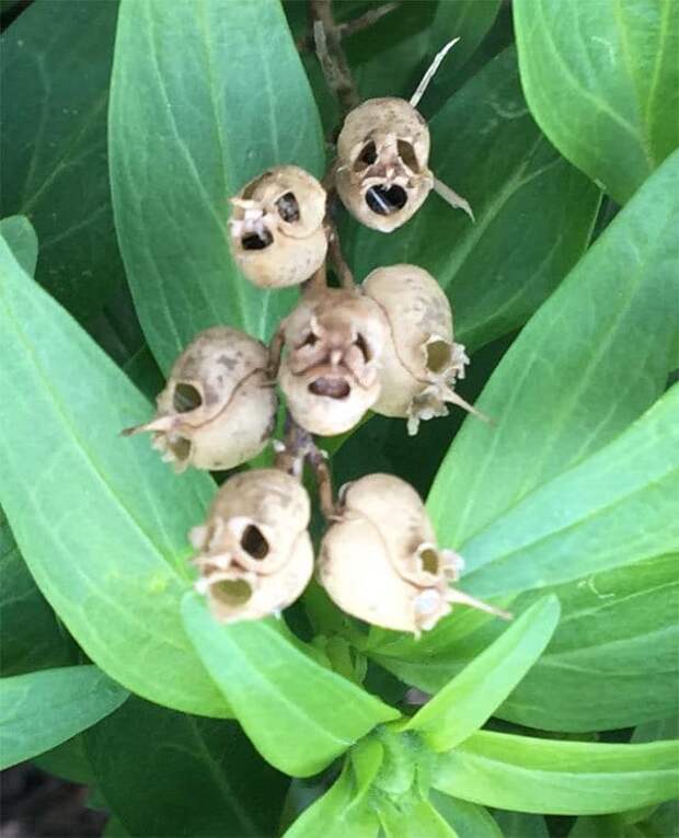Хэски мертвых цветов в моем саду. Смотрите как черепа / чумные маски