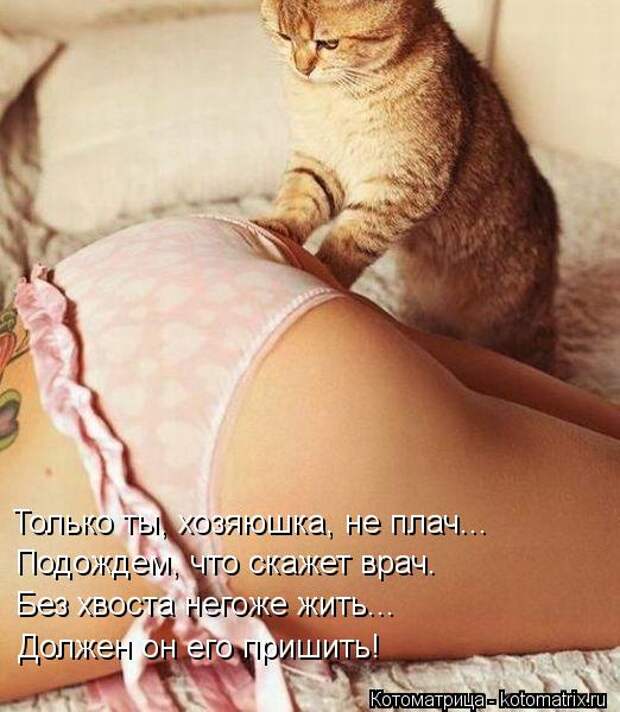 Котоматрица: Только ты, хозяюшка, не плач... Подождем, что скажет врач. Без хвоста негоже жить... Должен он его пришить!