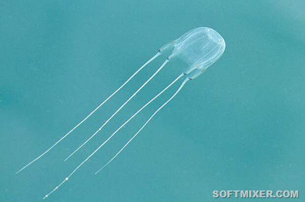 Самые опасные медузы в мире