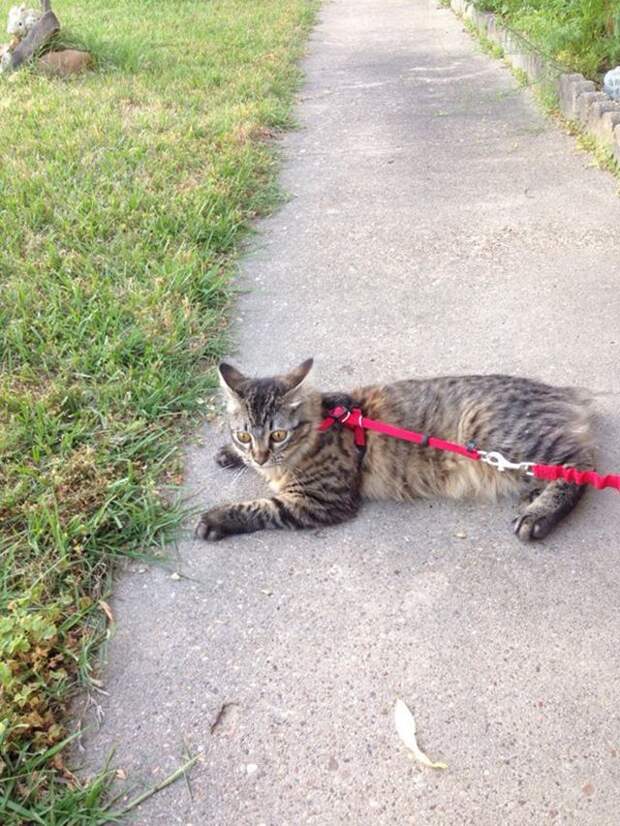 Коты в шоке: смешная реакция котов на первую прогулку за пределами дома