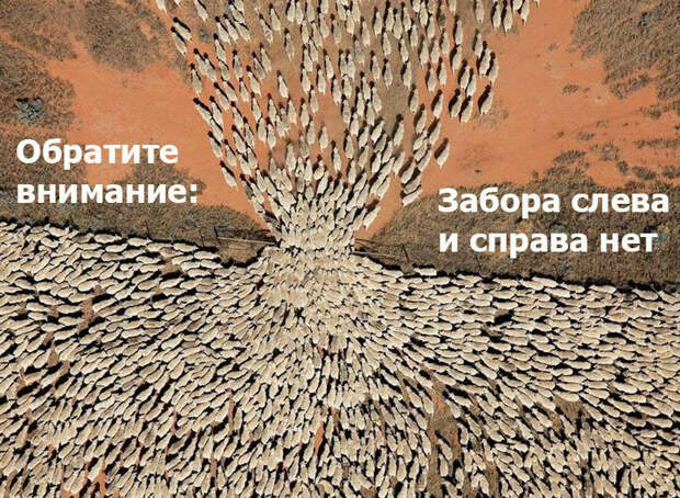 Почему овцы следуют за любым лидером: биология и селекция