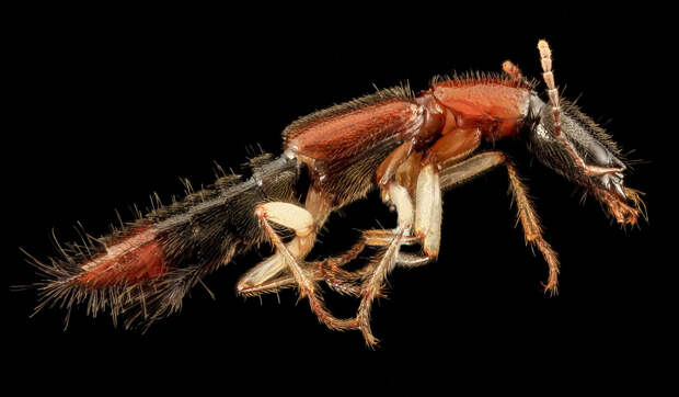 Cтафилиниды, или жуки-хищники (лат. Staphylinidae)