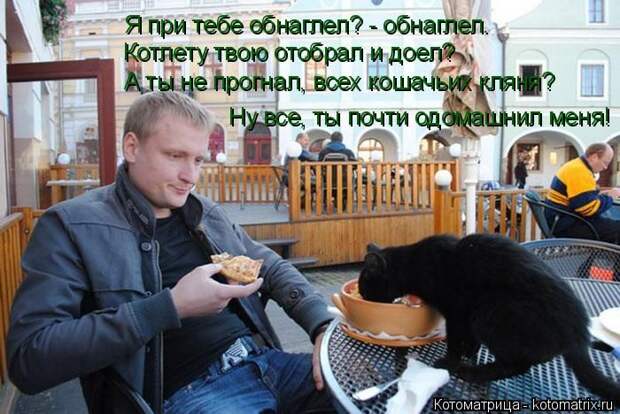 Лучшие котоматрицы недели (50 фото)