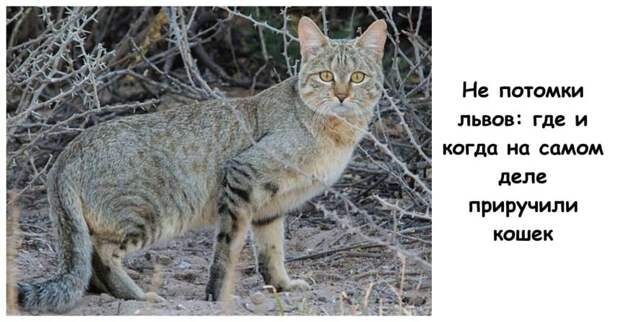 Не потомки львов: где и когда на самом деле приручили кошек