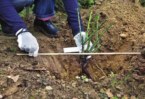 Выкопайте посадочную ямку, она должна быть такой глубины, чтобы корни не ломались и не загибались. Затем поставьте саженец на земляной холмик, сделанный в яме, и расправьте по нему корни растения.