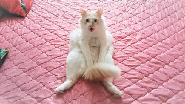 Коты тоже люди ( о чём сидят коты )