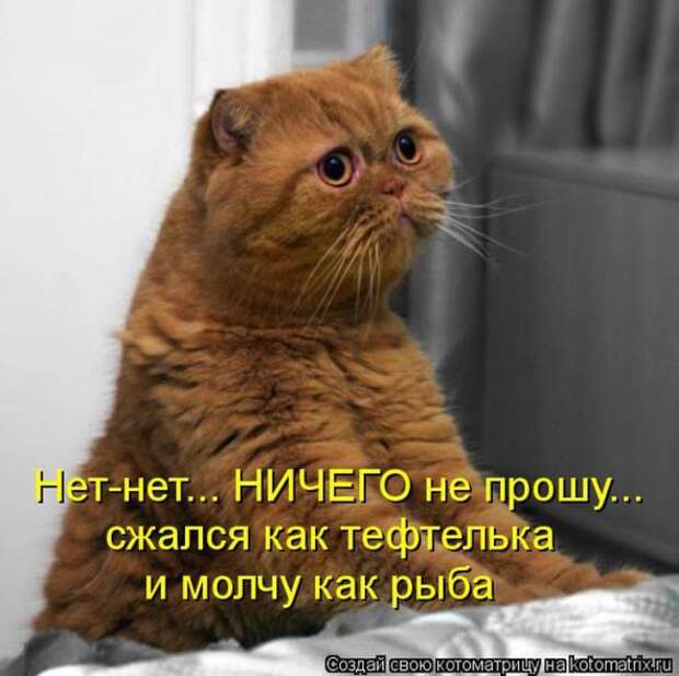 Котоматрицы(картинки с надписями)