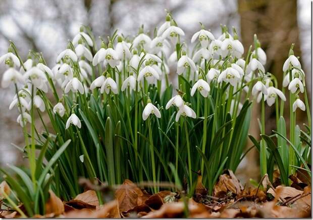 snowdrops