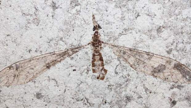 Палеонтологи рассмотрели глаза древнего комара