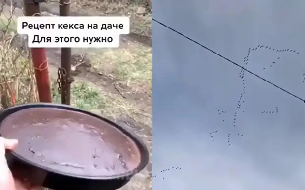 Девушка внезапно увлеклась наблюдением за утками и рассмешила соцсети