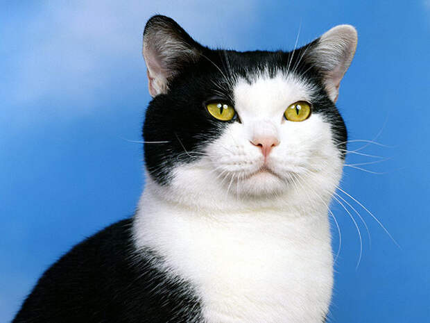 Черно-белый кот, фото новости о кошках фотография картинка