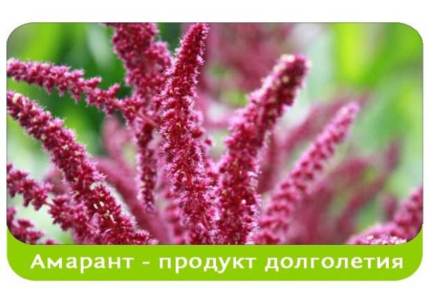 Амарант -целебное растение долголетия